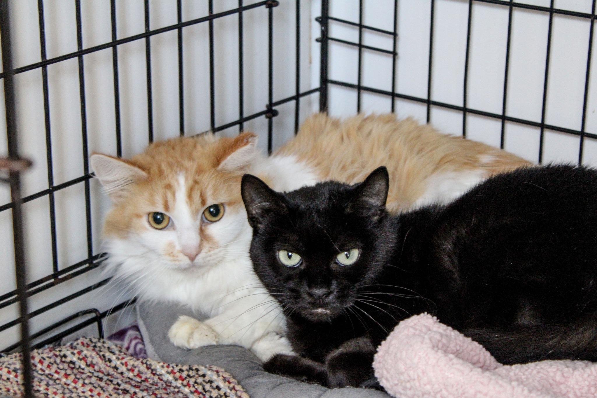 Enlarge Bonbon, a ADOPTABLE Domestic Long Hair in Ashland, OH image 1/1