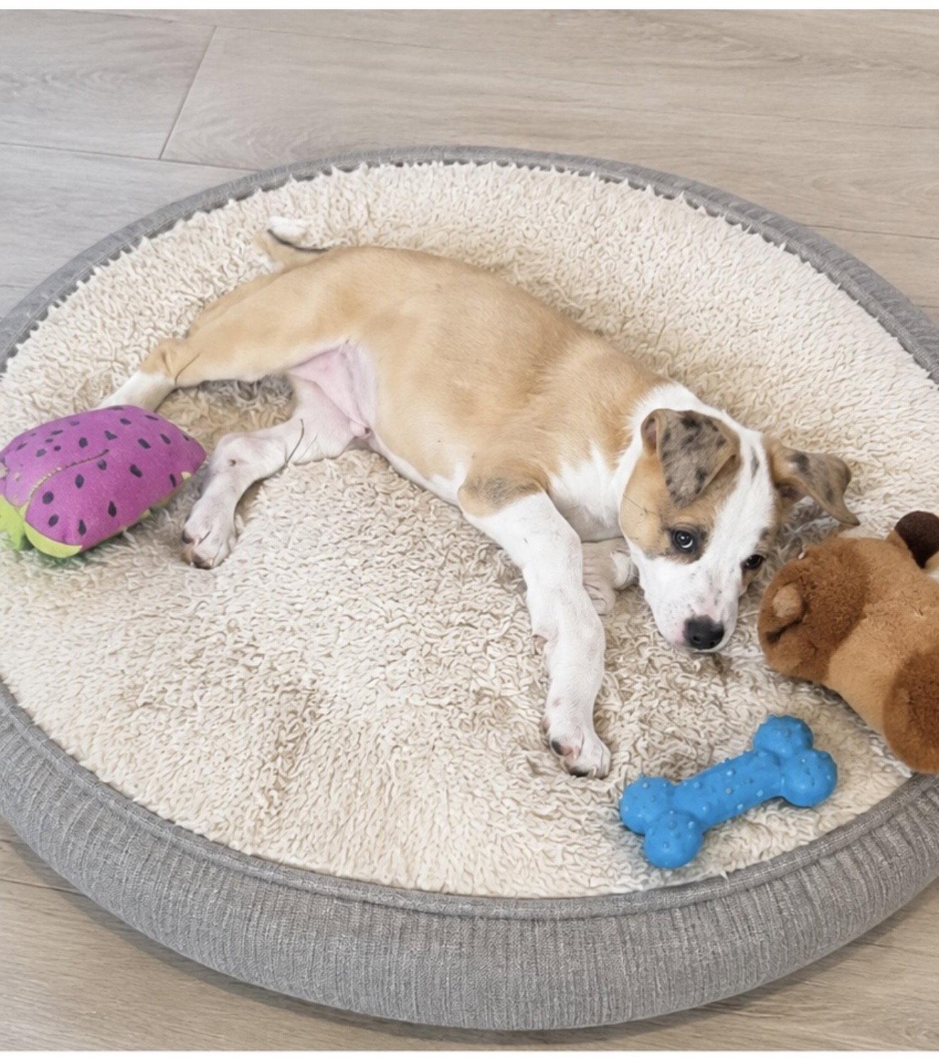 Enlarge Latte, a Adopted mixed breed in Euless, TX image 1/3