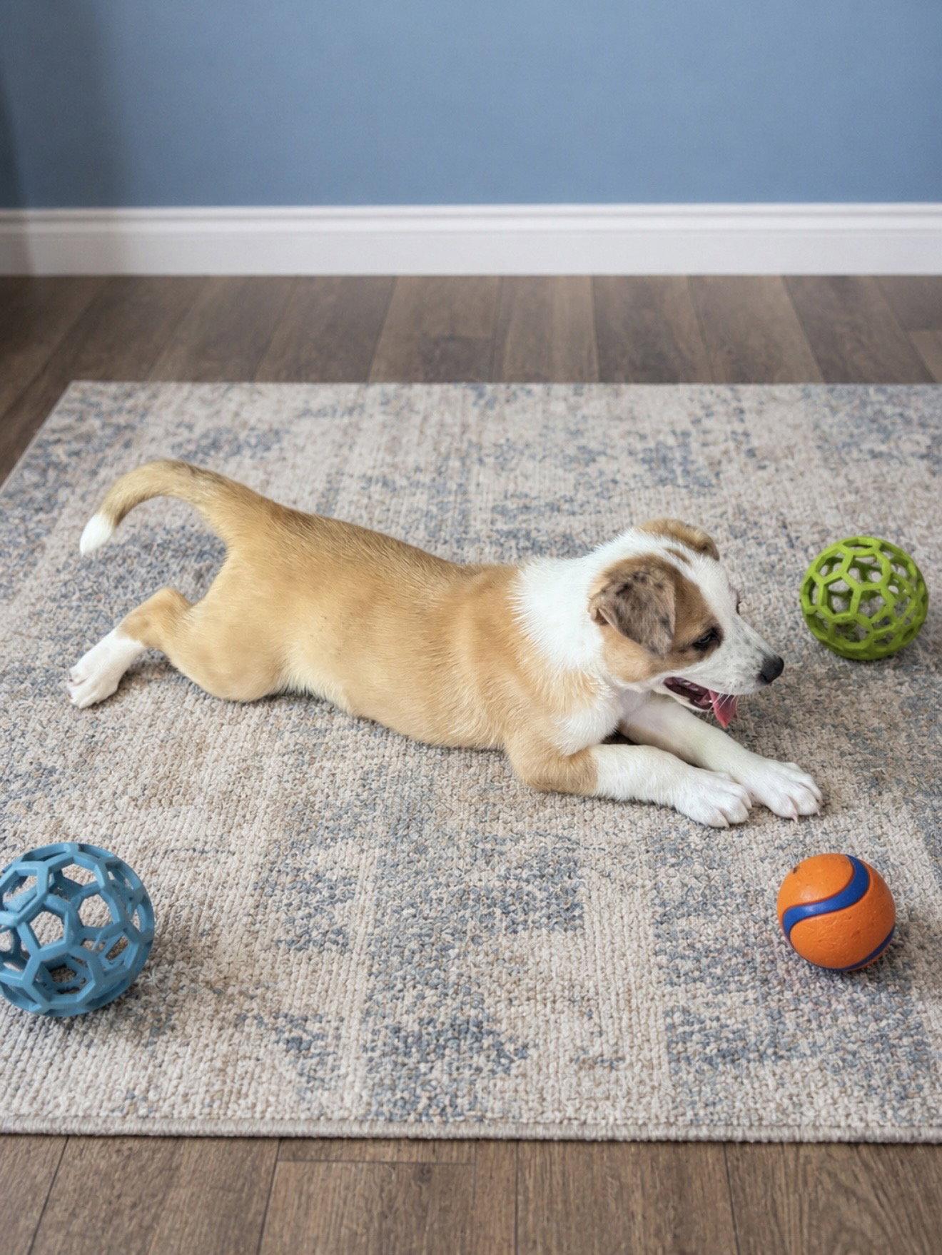 Enlarge Latte, a Adopted mixed breed in Euless, TX image 3/3