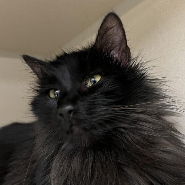 Enlarge Valerie, a Adoptable mixed breed in Silverdale, WA image 1/1