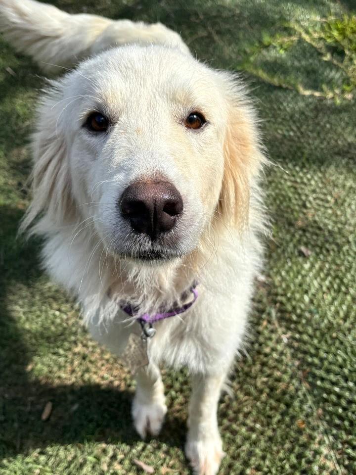 Cisco SAT, Adoptable, Adult Male Great Pyrenees.