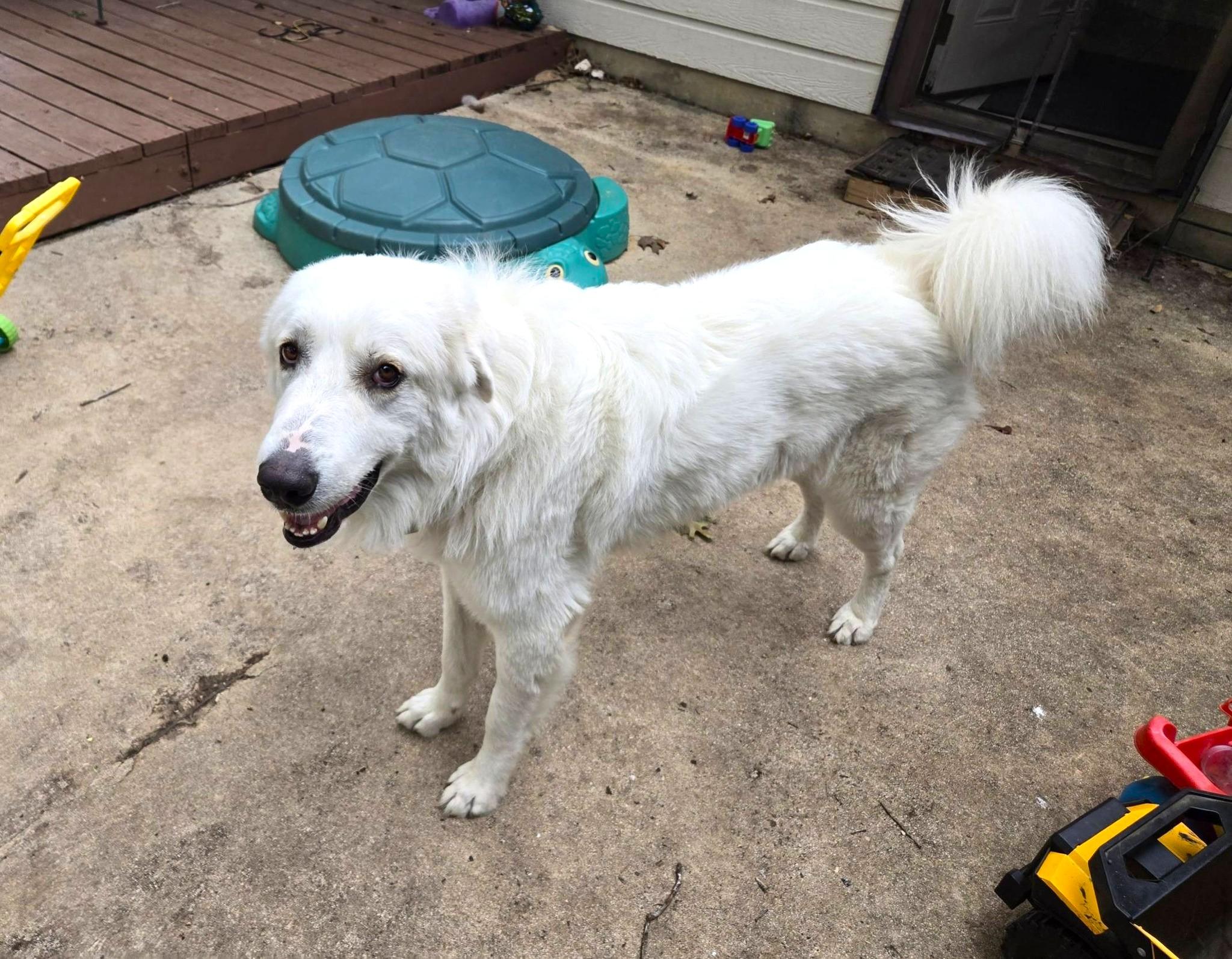 Enlarge Cisco SAT, a Adoptable mixed breed in Quinlan, TX image 5/6
