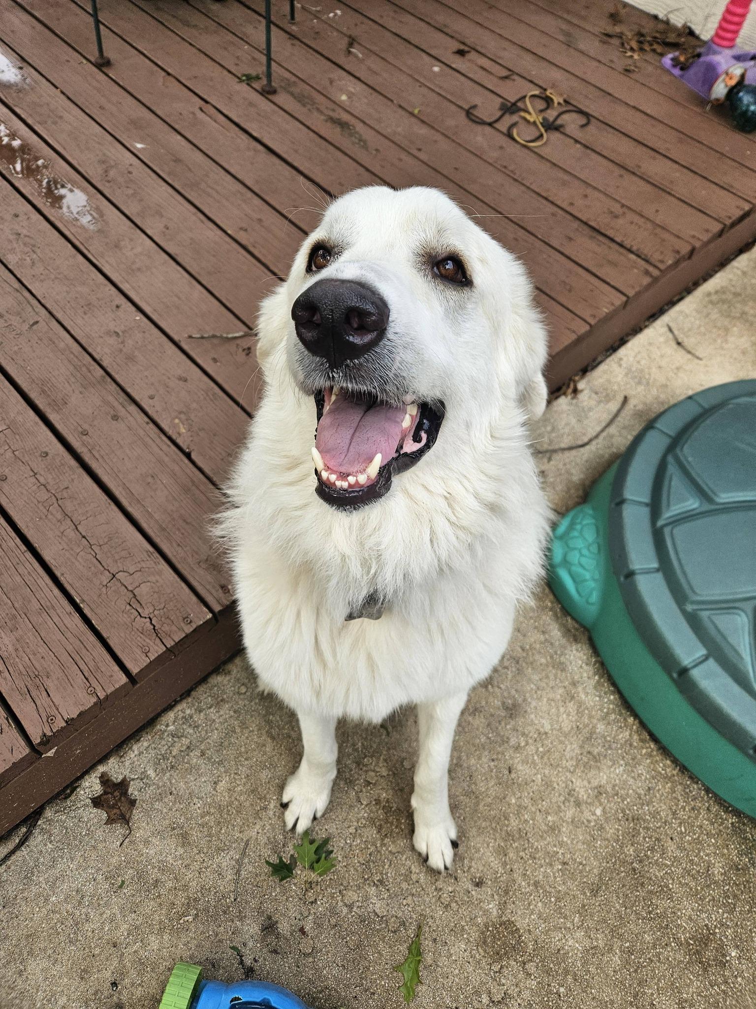 Enlarge Cisco SAT, a Adoptable mixed breed in Quinlan, TX image 6/6