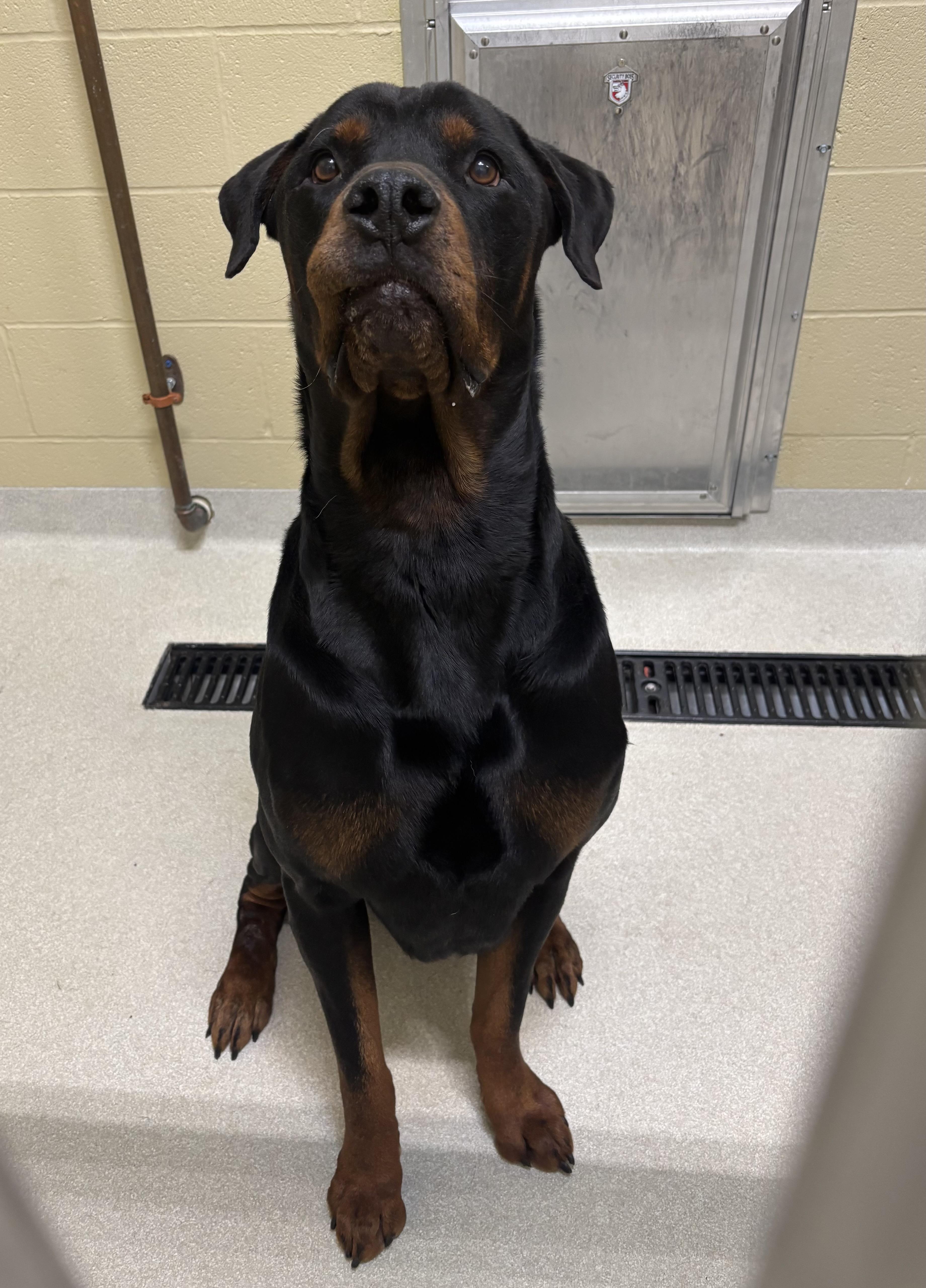 Bane, Adoptable, Adult Male Rottweiler.