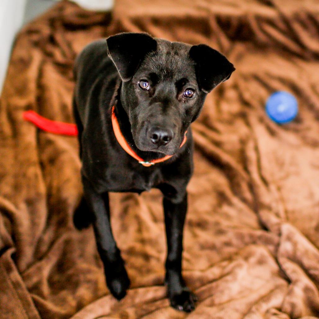 Enlarge Peter, a Adoptable Mixed Breed in Dover, NH image 1/4