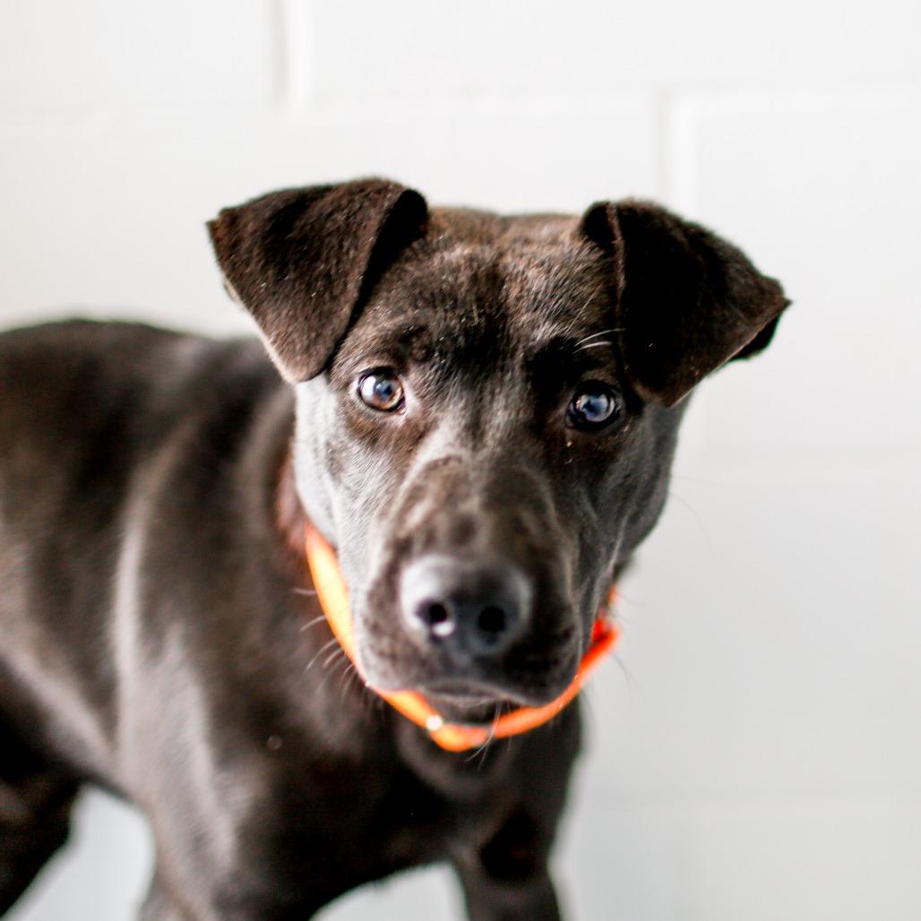 Enlarge Peter, a Adoptable Mixed Breed in Dover, NH image 2/4