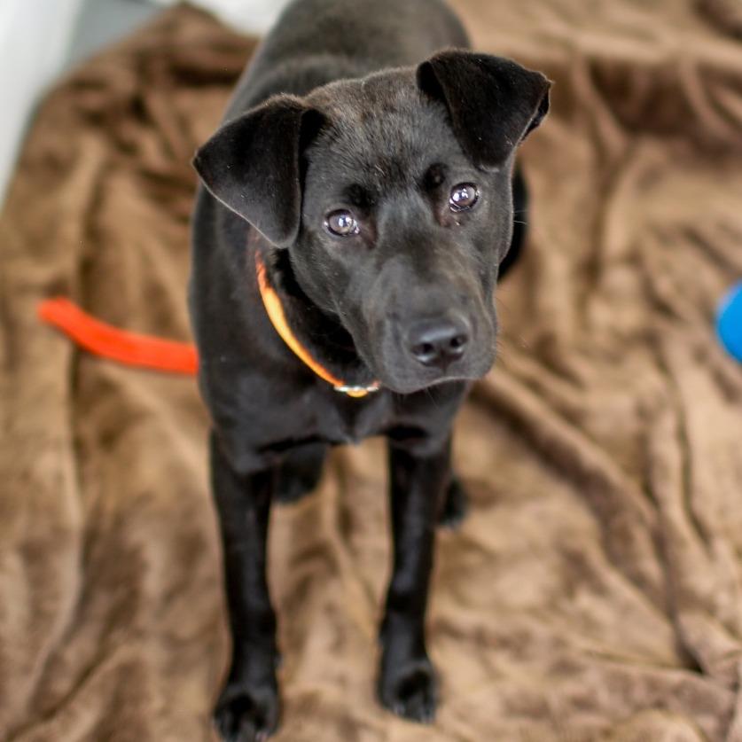 Enlarge Peter, a Adoptable Mixed Breed in Dover, NH image 4/4