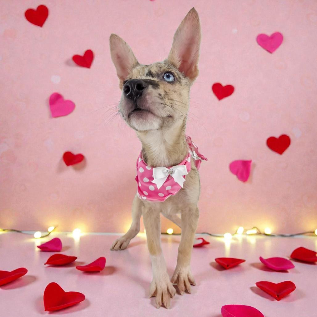 Rhea, Adoptable, Puppy Female Mixed Breed.