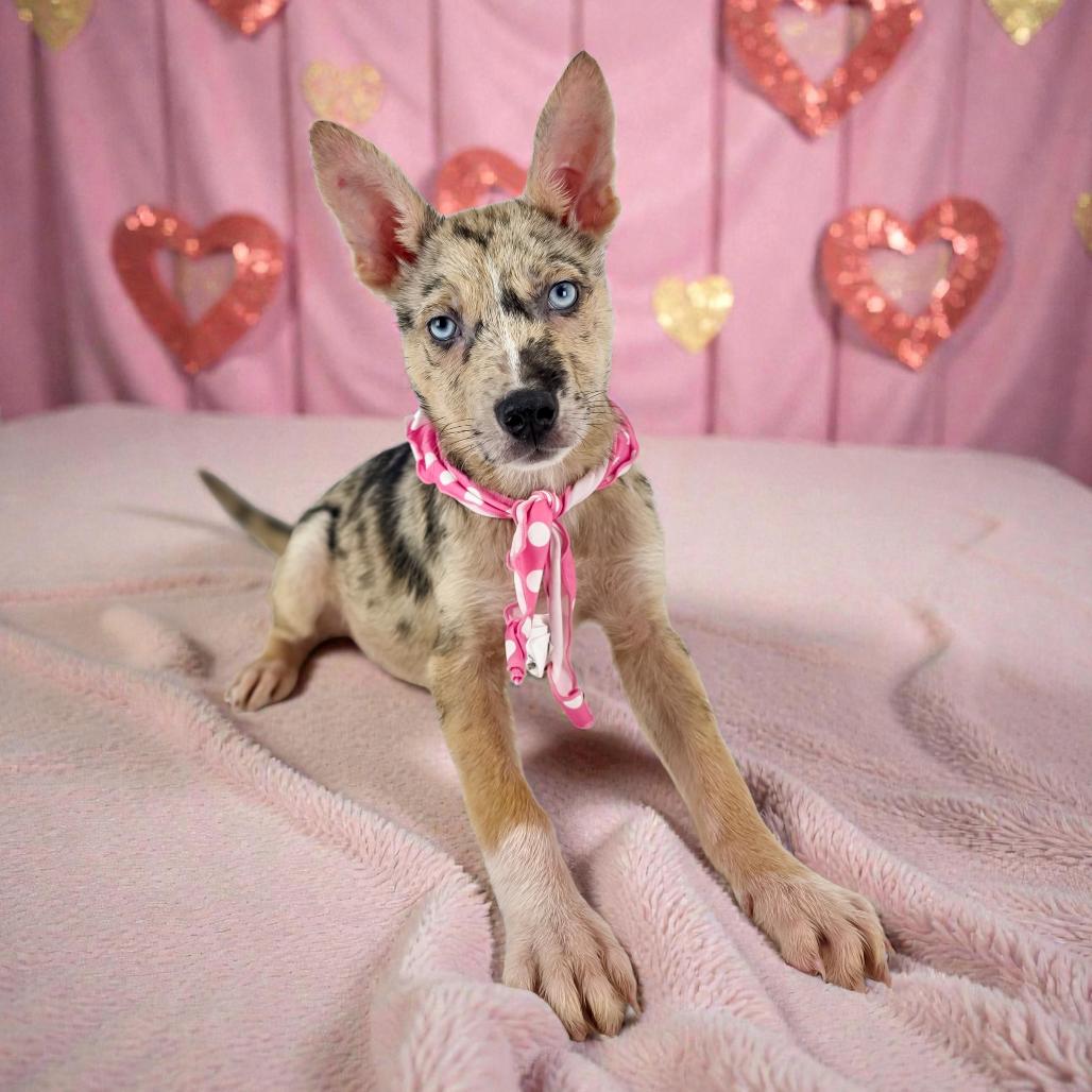 Enlarge Rhea, a Adoptable Mixed Breed in Lufkin, TX image 2/2