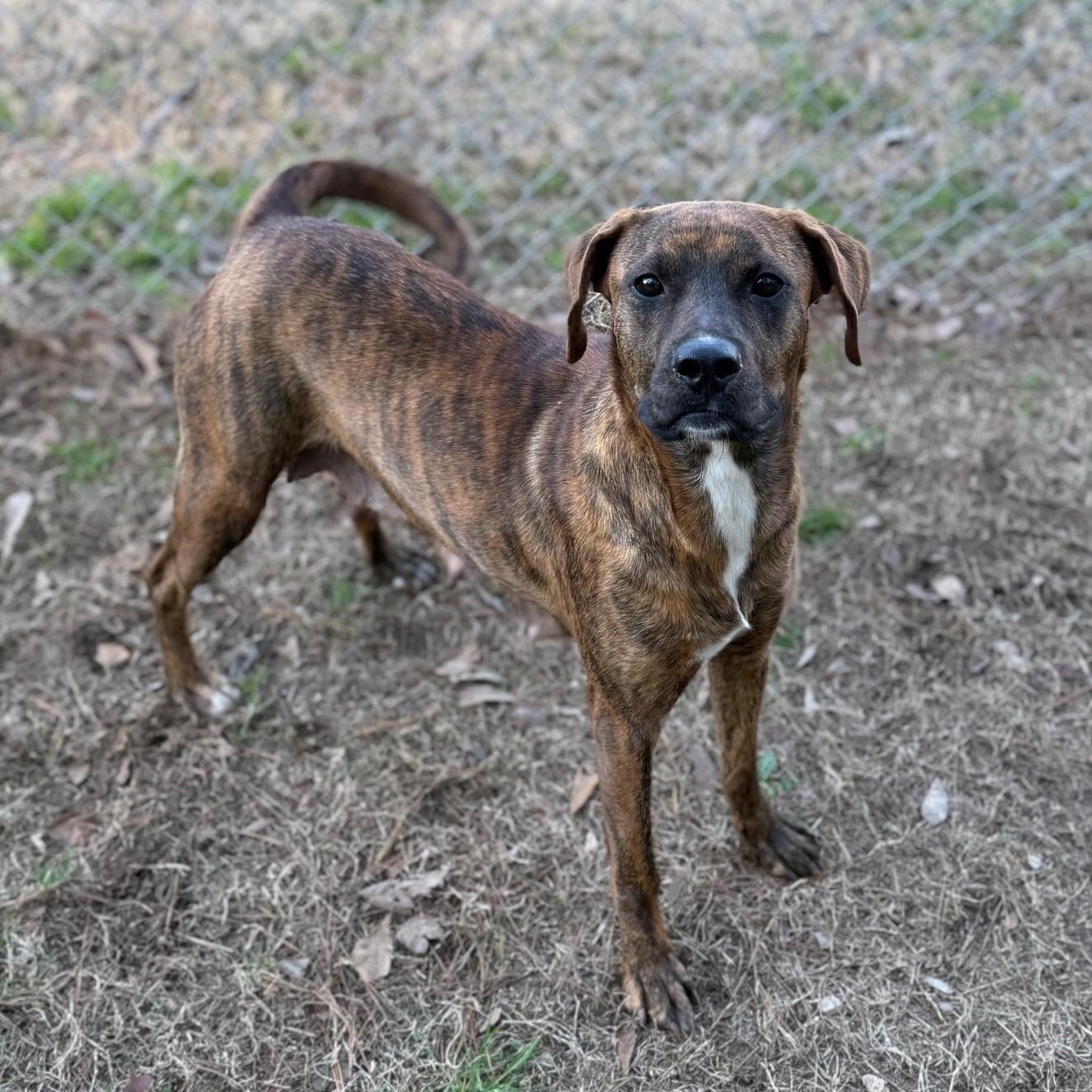Sammy, ADOPTABLE, Adult Female Mixed Breed.
