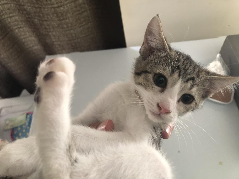 Marie, Adoptable, Kitten Female Domestic Short Hair.