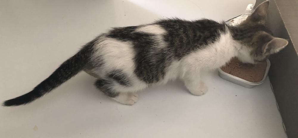 Marie, a Adoptable Domestic Short Hair in Emporia, KS image 2/2