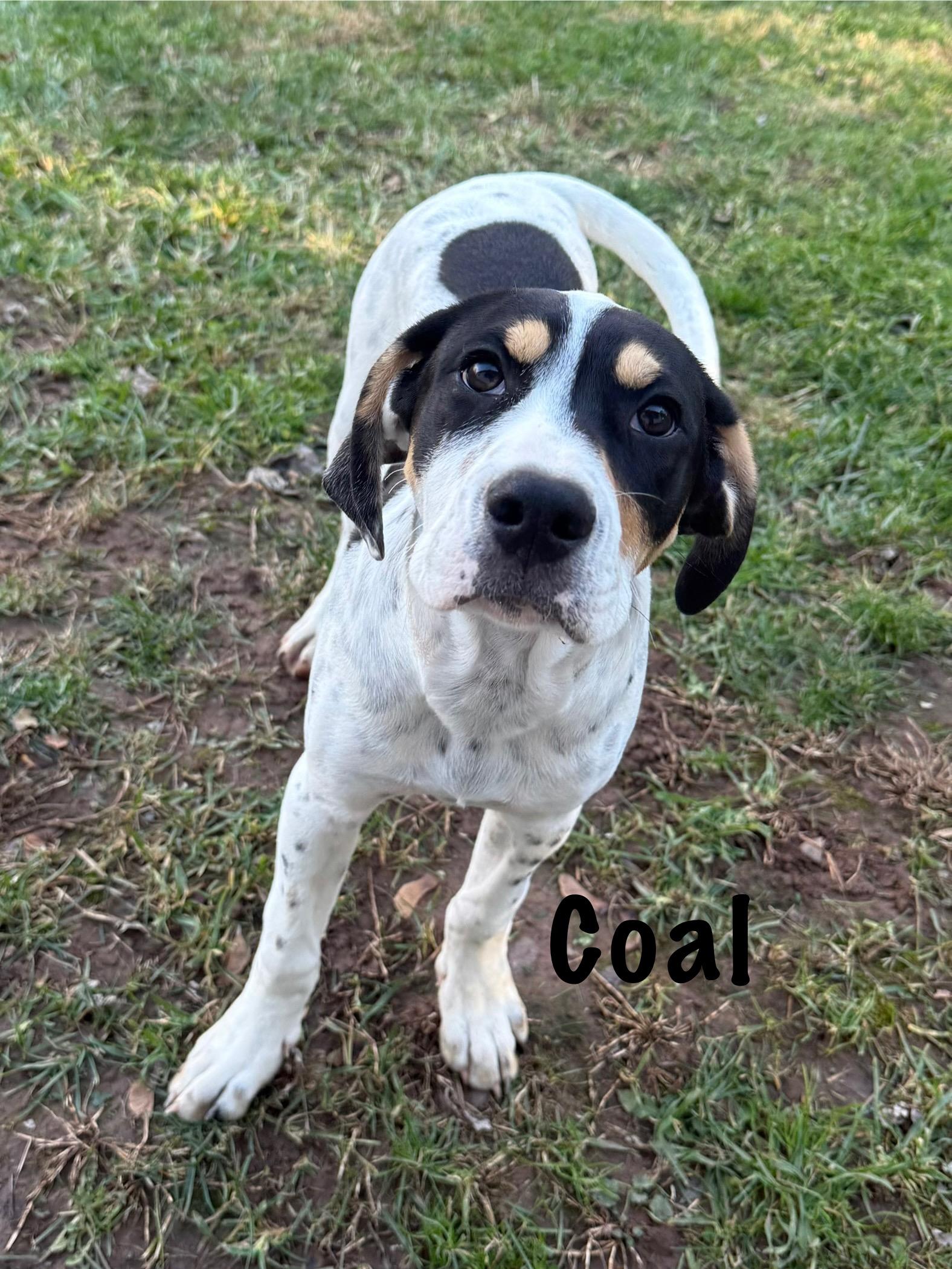 Cole, Adoptable, Puppy Male Hound.