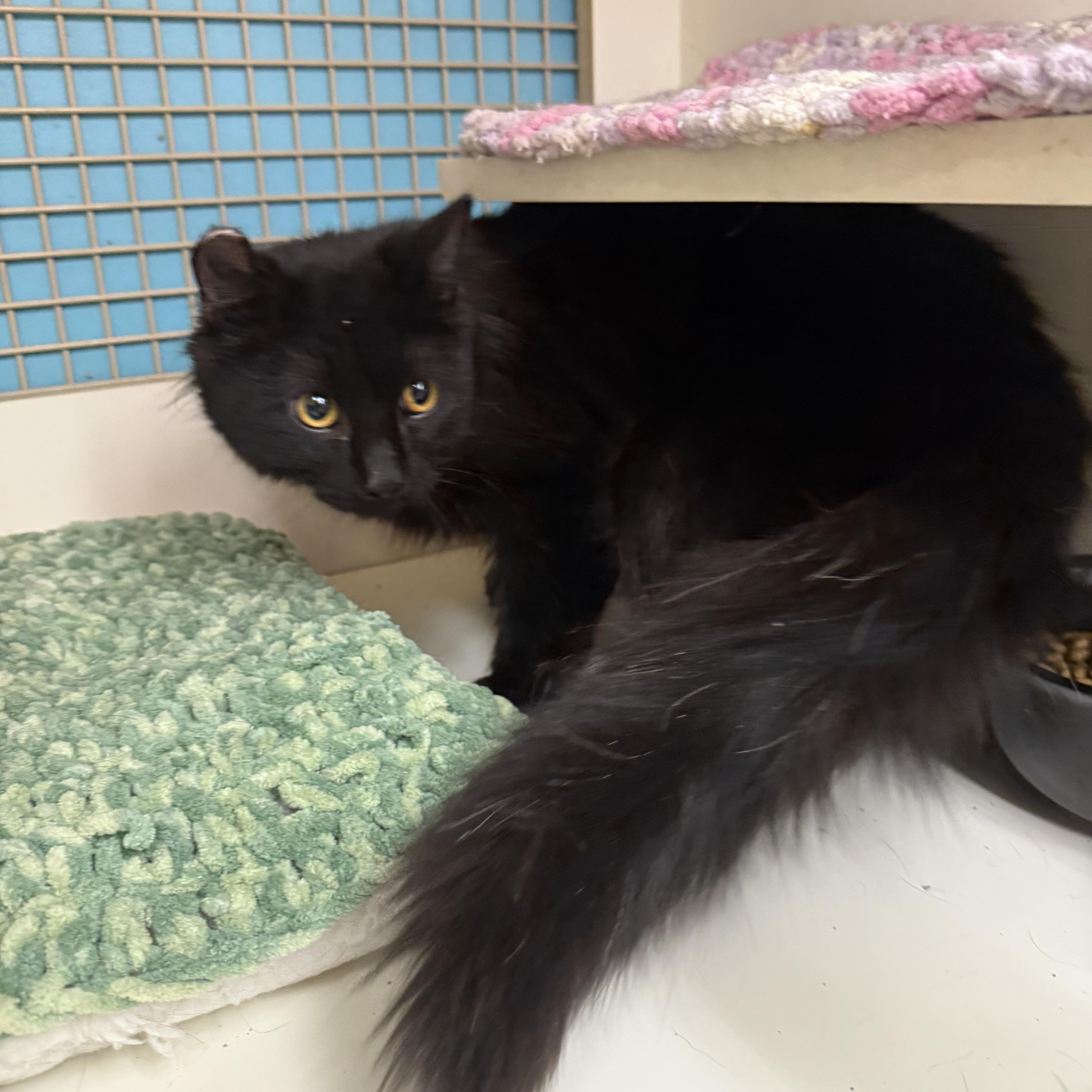 Weighted Blanket, ADOPTABLE, Young Male Domestic Medium Hair.