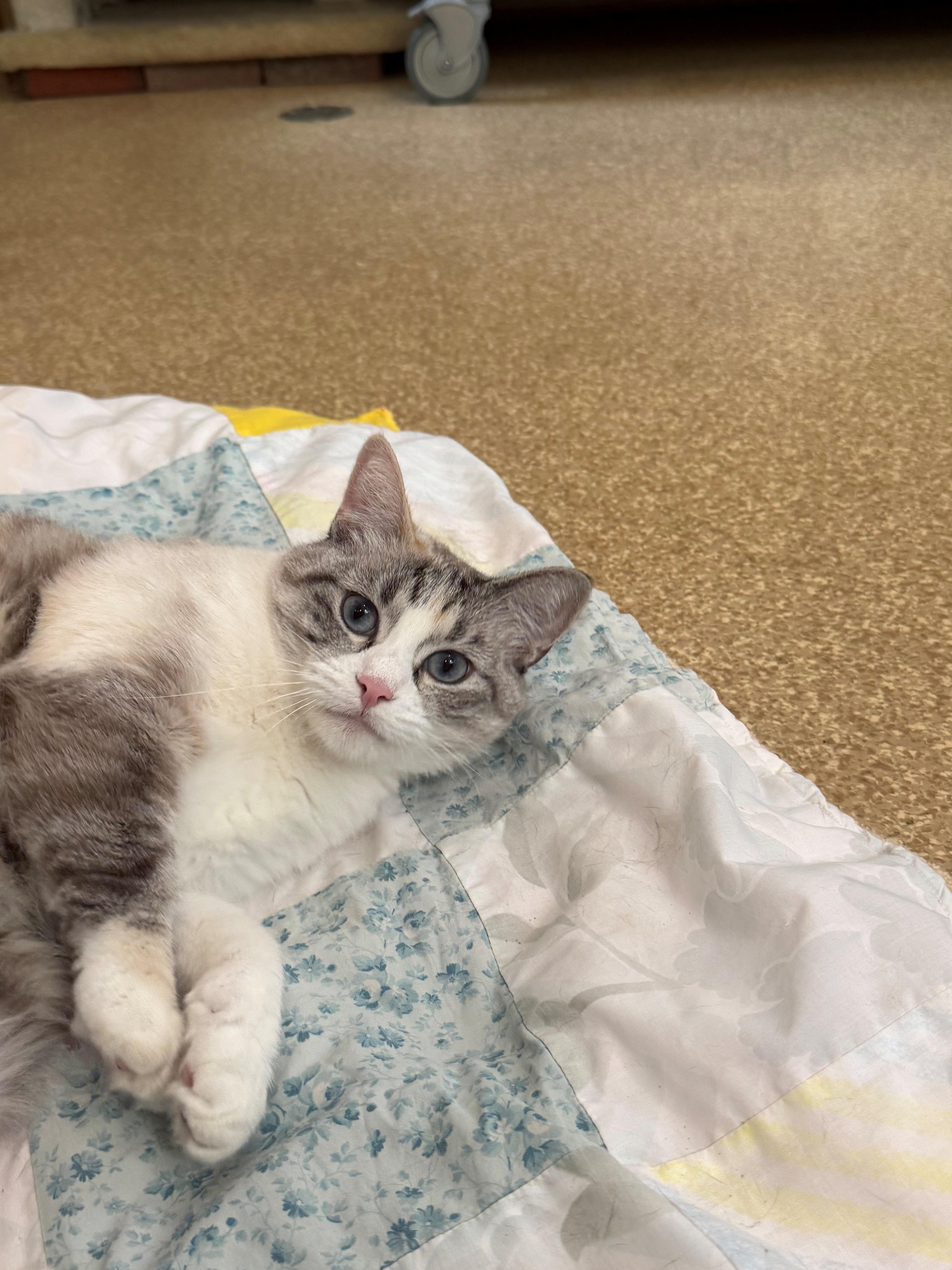 Enlarge Babe, a ADOPTABLE Siamese in Laguna Beach, CA image 2/2