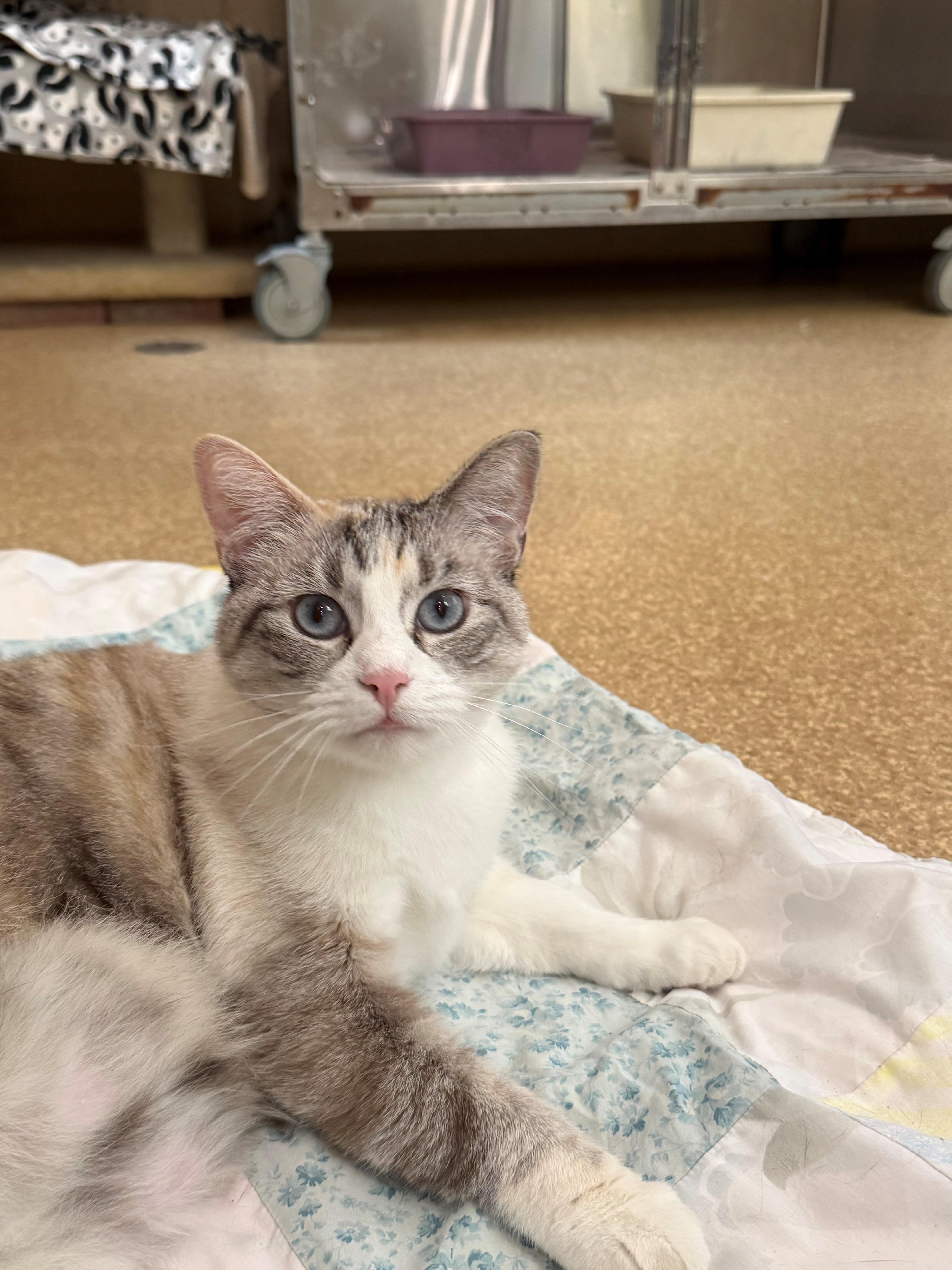 Babe, ADOPTABLE, Adult Female Siamese.
