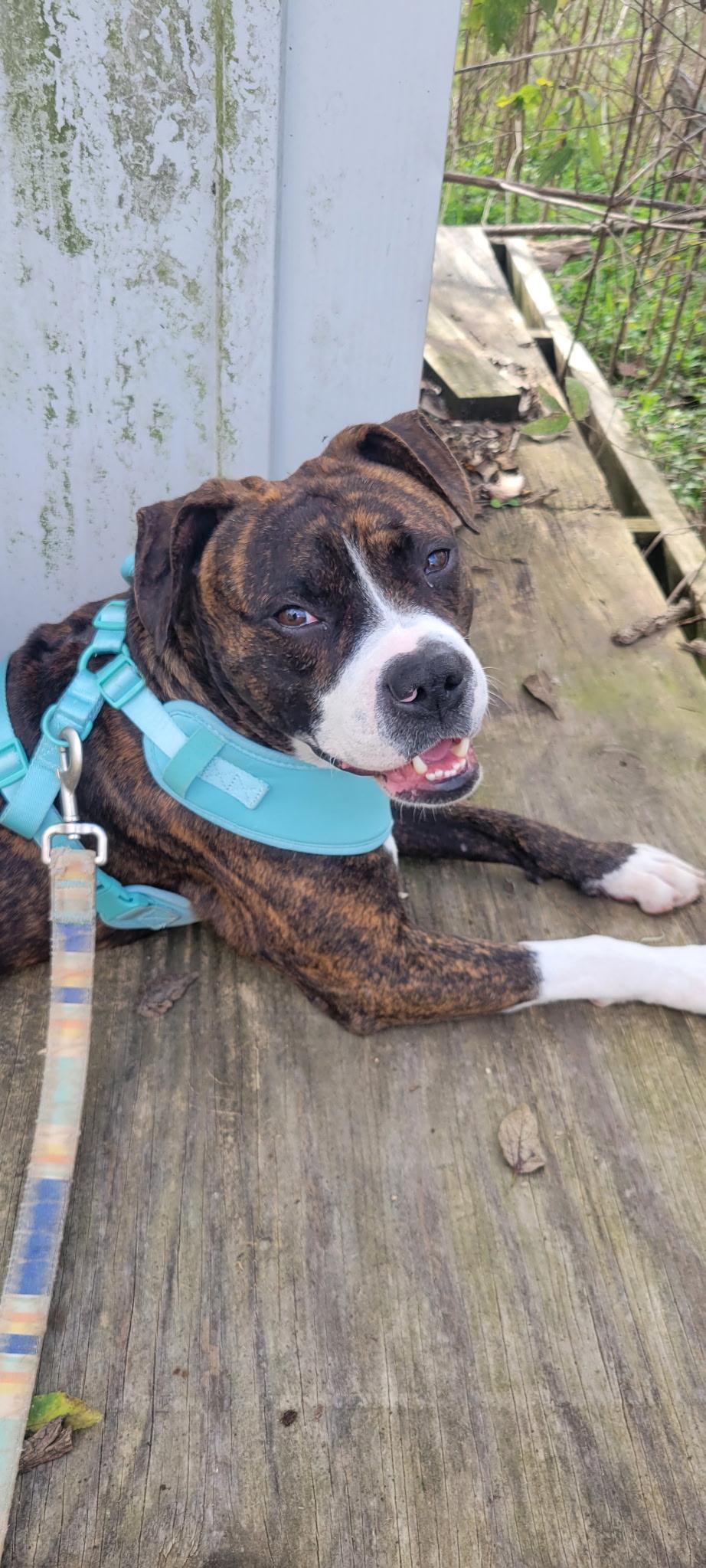 BOSCOE (Playful, Loyal, Loves Belly Rubs, Brave & Great Snuggler)