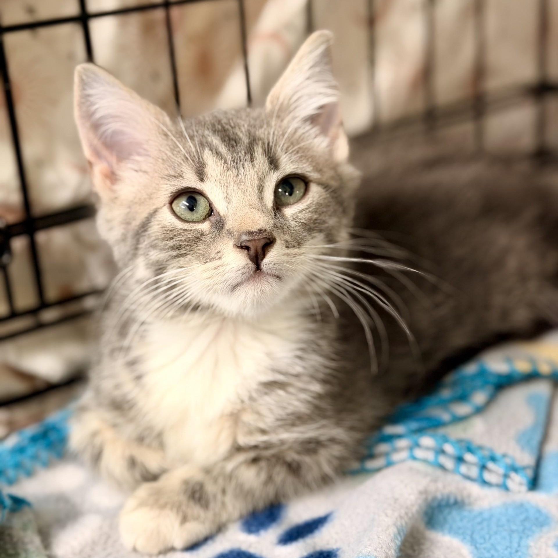 Birthday, adopted, Kitten Male Domestic Short Hair.