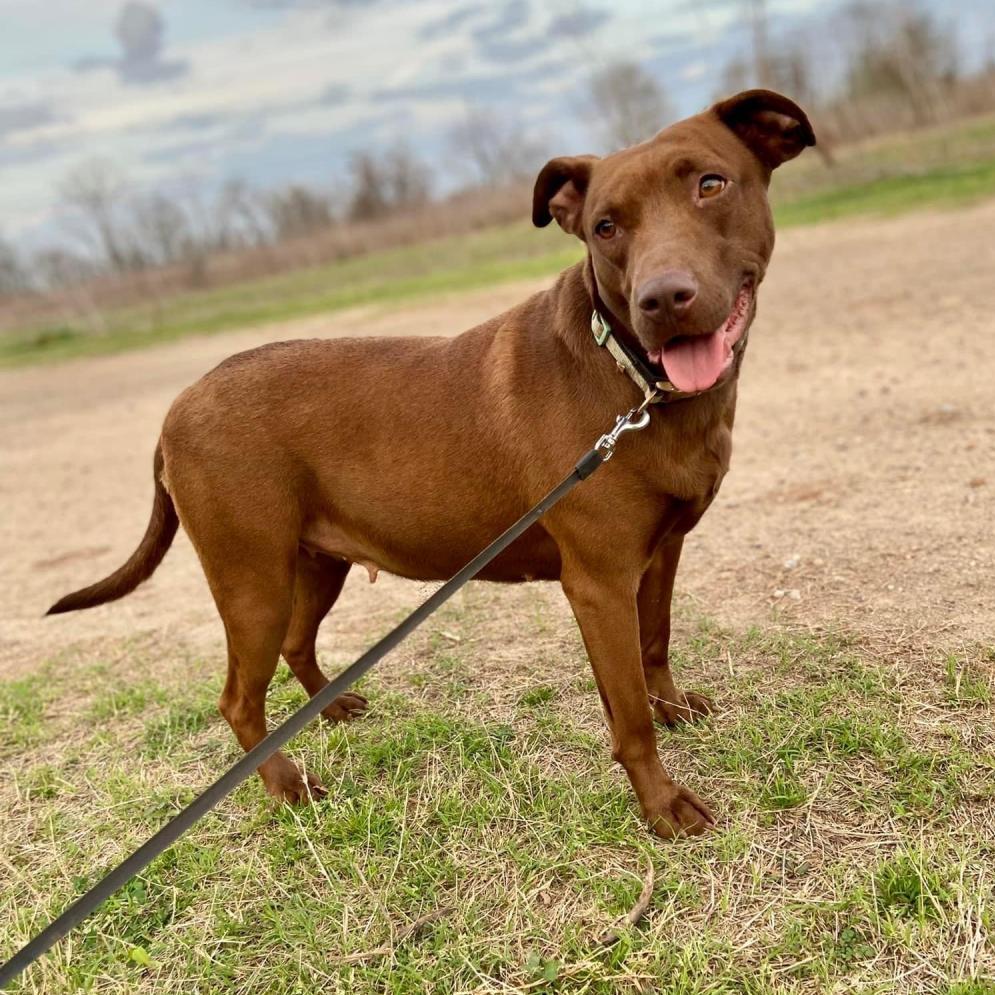 Enlarge Buckie, a Adoptable mixed breed in Natchitoches, LA image 3/3