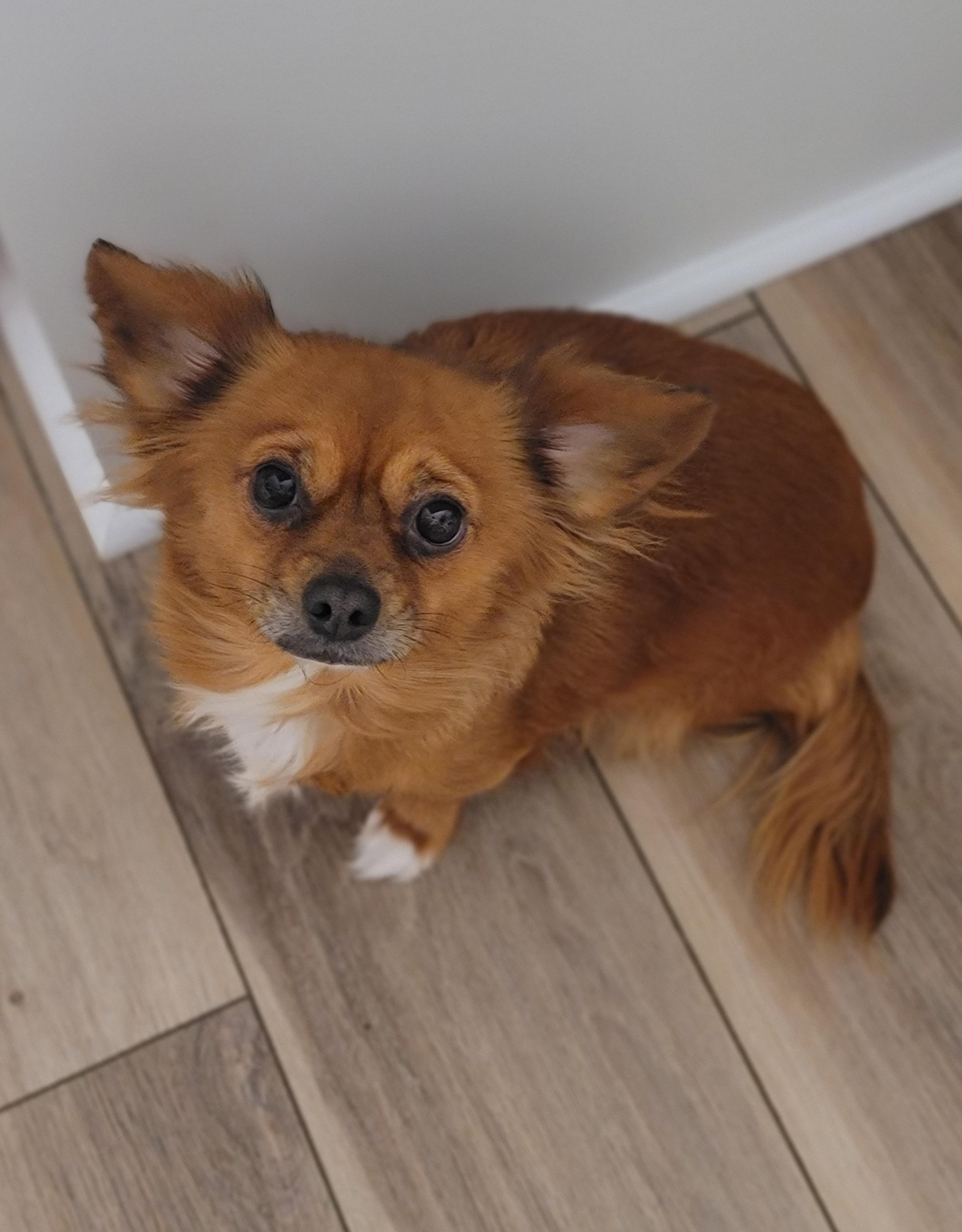 Enlarge Heddy, a ADOPTABLE Mixed Breed in Midlothian, VA image 3/3