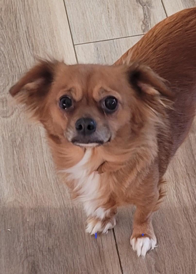 Heddy, ADOPTABLE, Young Female Mixed Breed.