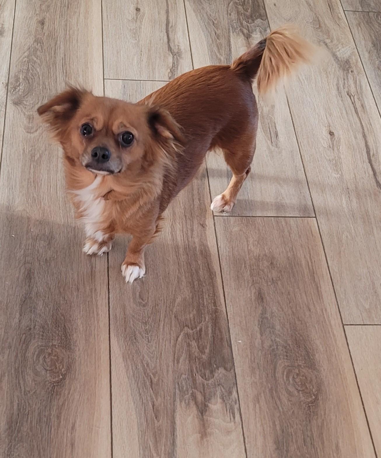 Enlarge Heddy, a ADOPTABLE Mixed Breed in Midlothian, VA image 2/3