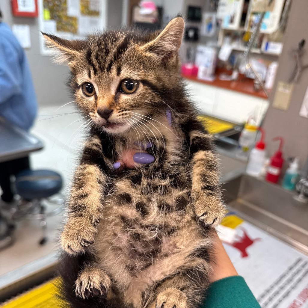 Enlarge Gossip Girl, a ADOPTABLE Domestic Short Hair in Chattanooga, TN image 3/6