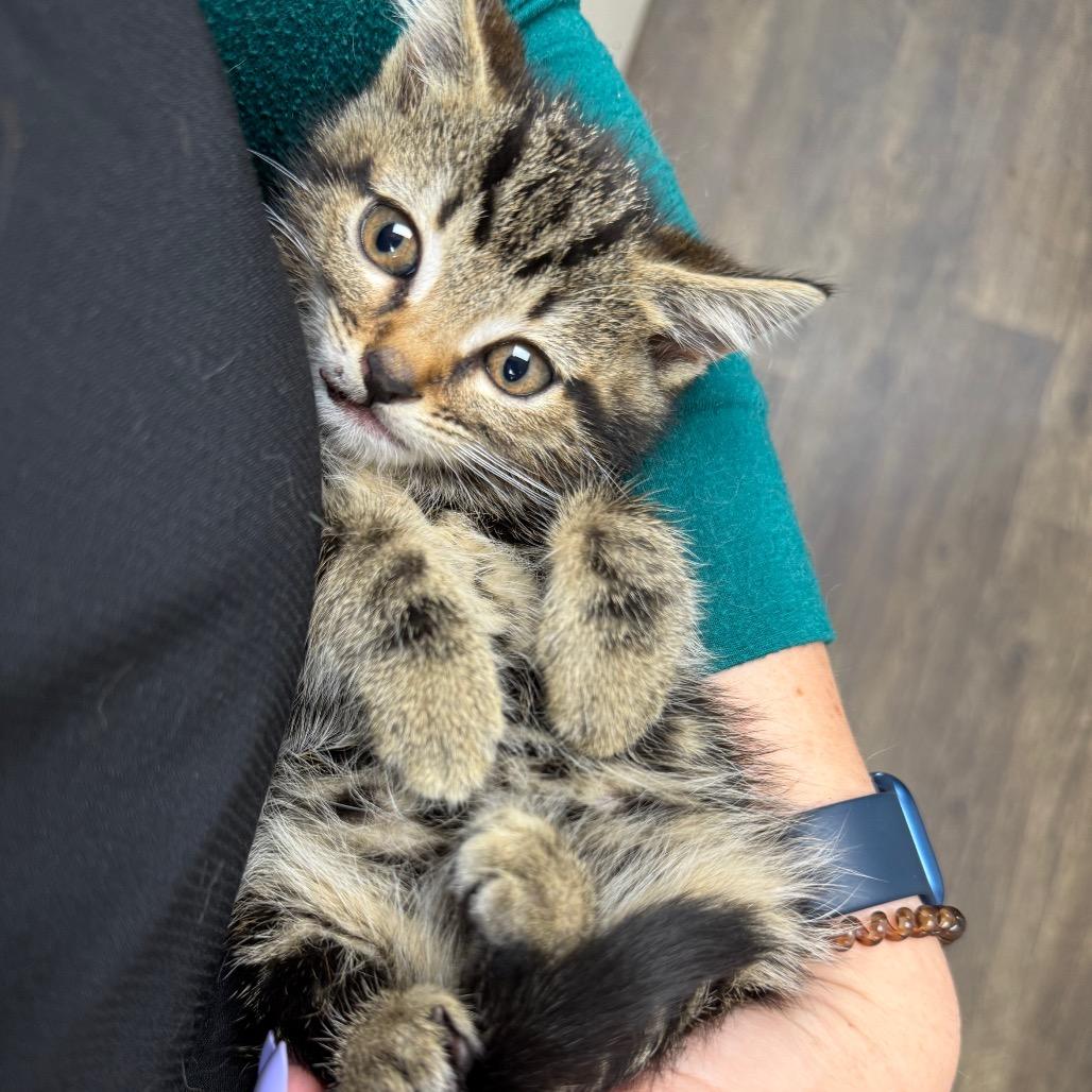 Gossip Girl, ADOPTABLE, Kitten Female Domestic Short Hair.