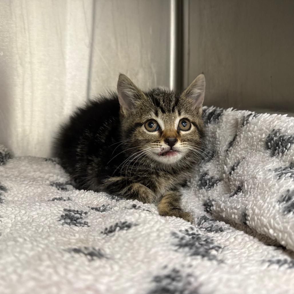 Enlarge Gossip Girl, a ADOPTABLE Domestic Short Hair in Chattanooga, TN image 2/6
