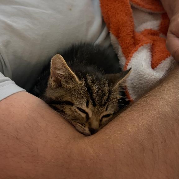 Enlarge Gossip Girl, a ADOPTABLE Domestic Short Hair in Chattanooga, TN image 4/6