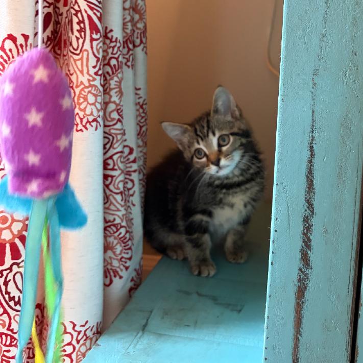 Enlarge Gossip Girl, a ADOPTABLE Domestic Short Hair in Chattanooga, TN image 6/6