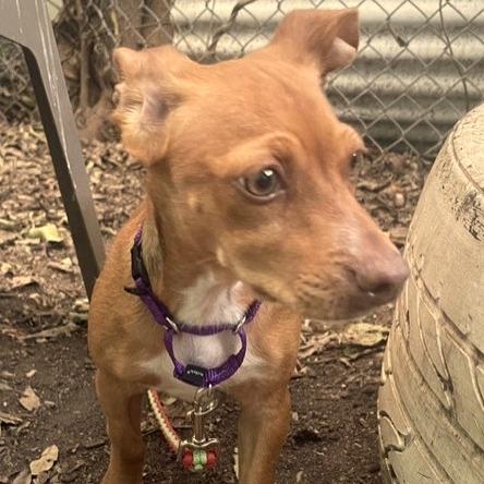 Hank Jr, Adoptable, Young Male Miniature Dachshund & Chihuahua.
