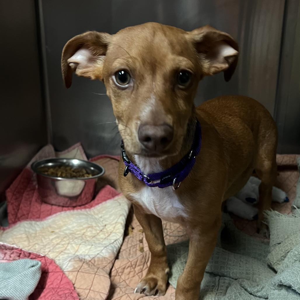 Enlarge Hank Jr, a Adoptable mixed breed in Austin, TX image 2/6
