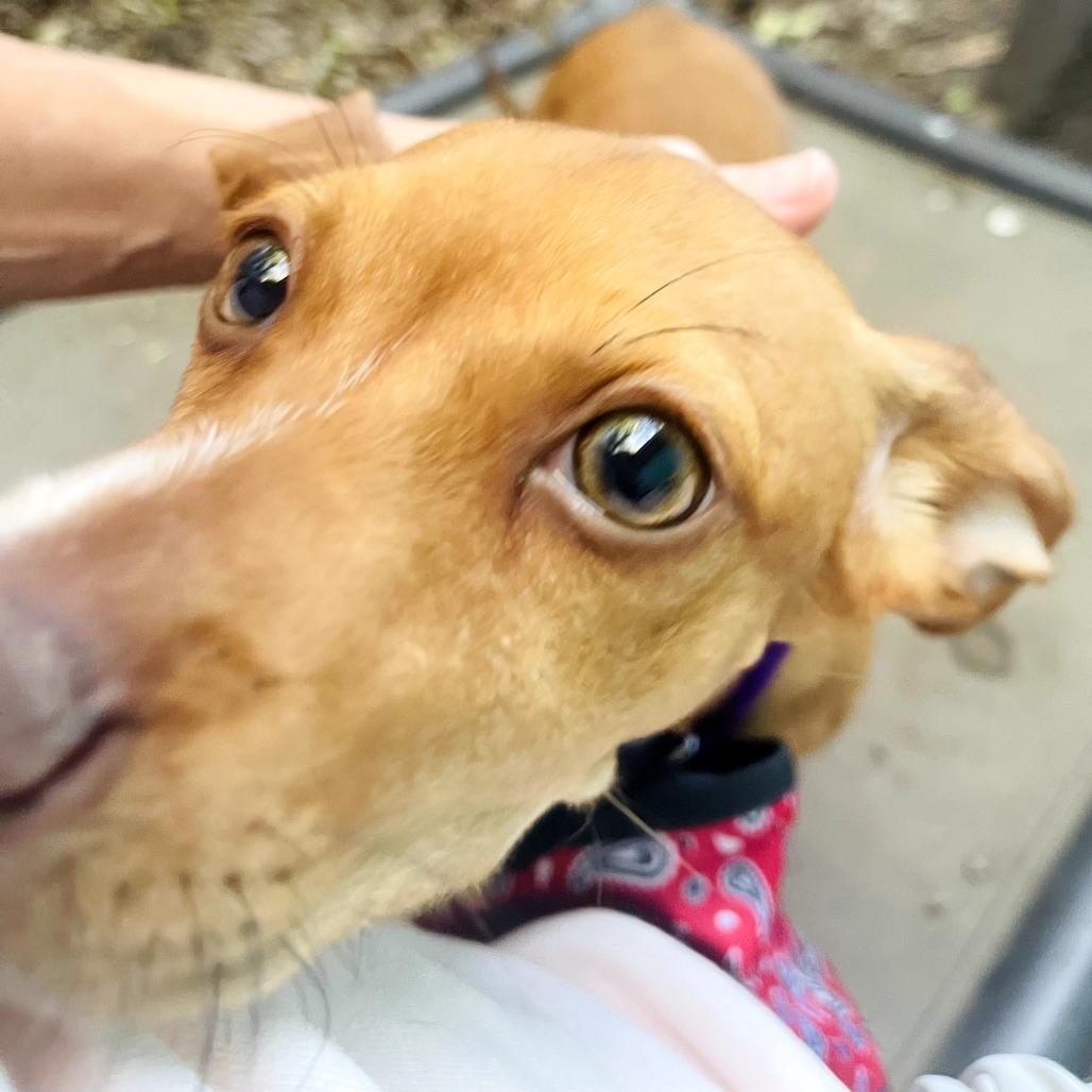 Enlarge Hank Jr, a Adoptable mixed breed in Austin, TX image 3/6