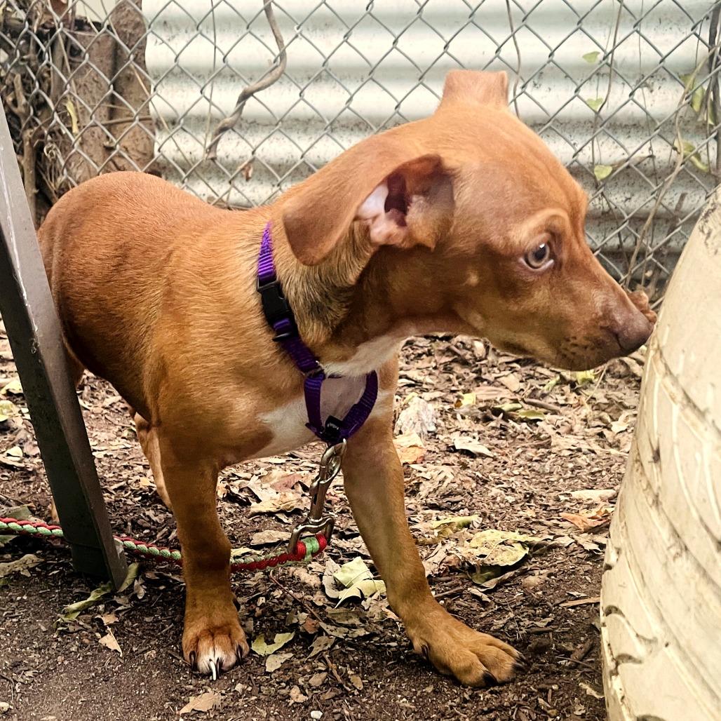Enlarge Hank Jr, a Adoptable mixed breed in Austin, TX image 4/6