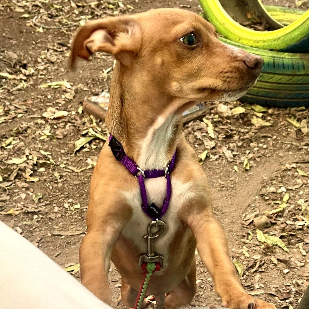 Enlarge Hank Jr, a Adoptable mixed breed in Austin, TX image 5/6