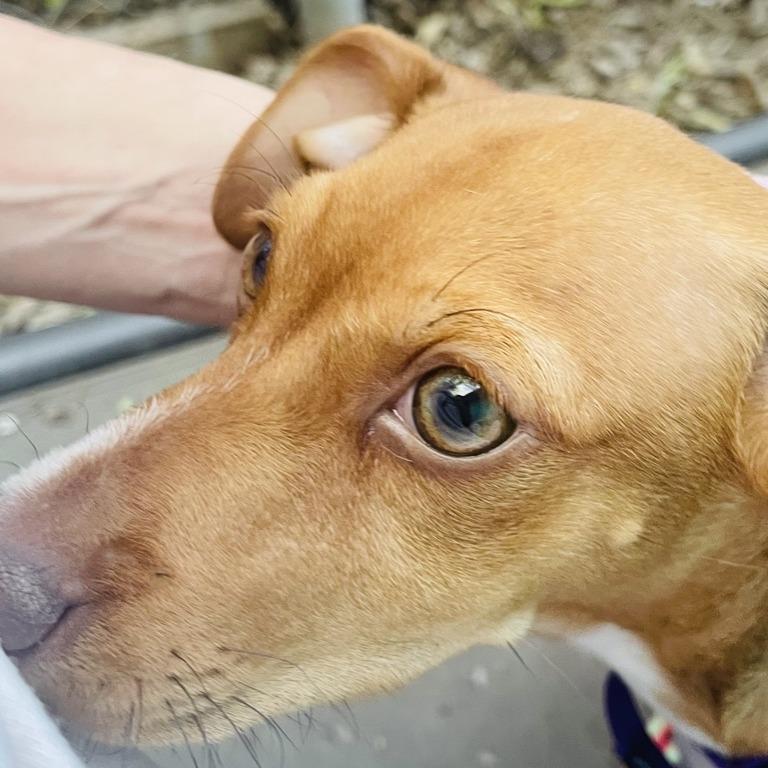 Enlarge Hank Jr, a Adoptable mixed breed in Austin, TX image 6/6