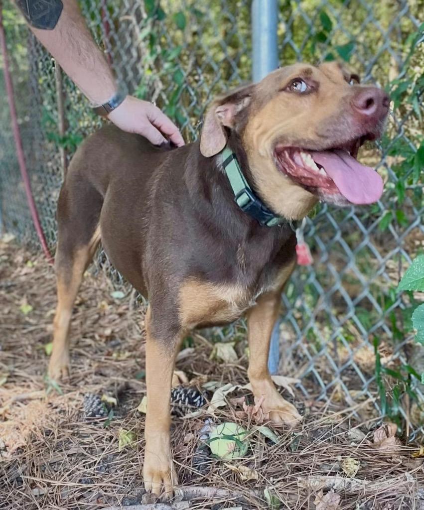 Mazie, Adoptable, Adult Female Labrador Retriever.