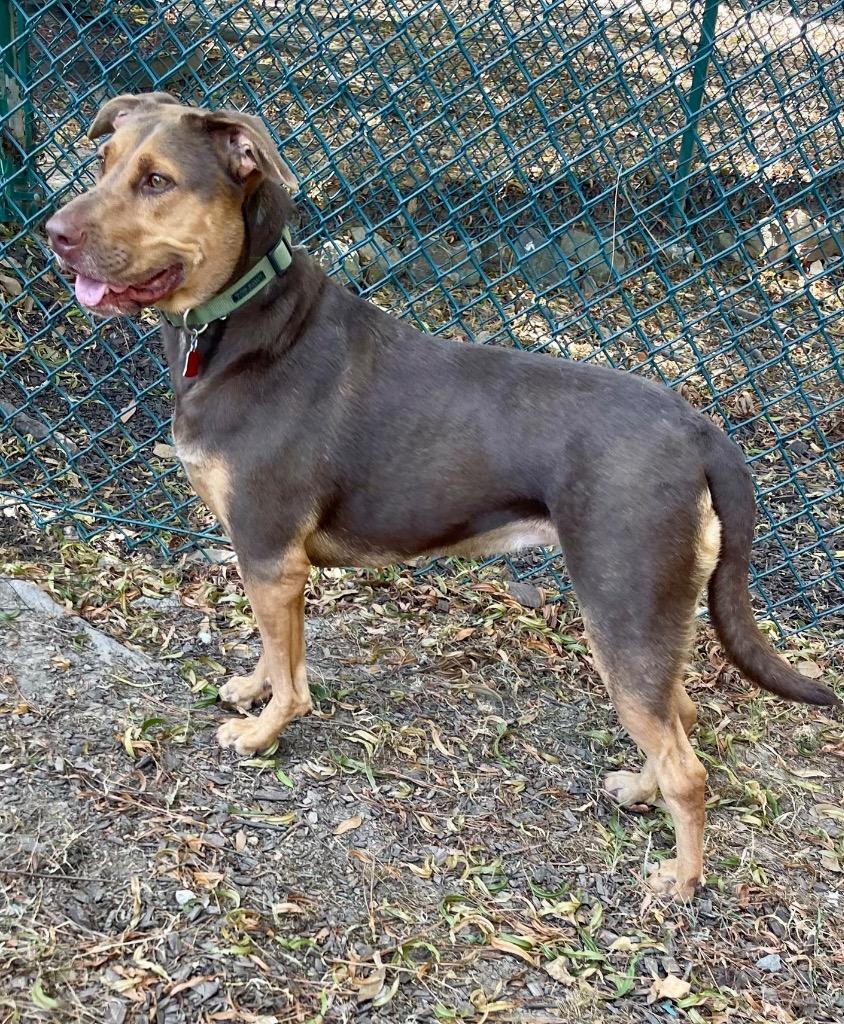 Enlarge Mazie, a Adoptable mixed breed in Little Rock, AR image 2/3