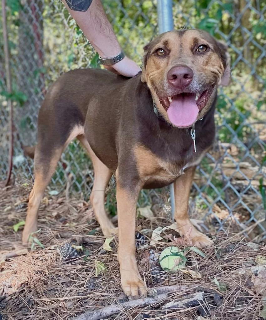 Enlarge Mazie, a Adoptable mixed breed in Little Rock, AR image 3/3