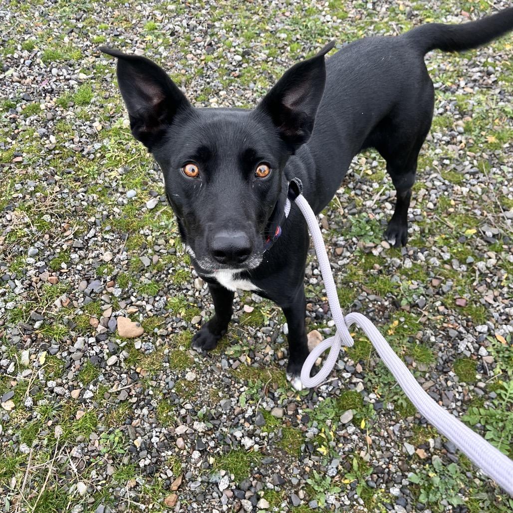 Enlarge Sherman, a Adoptable Mixed Breed in Spokane, WA image 1/3