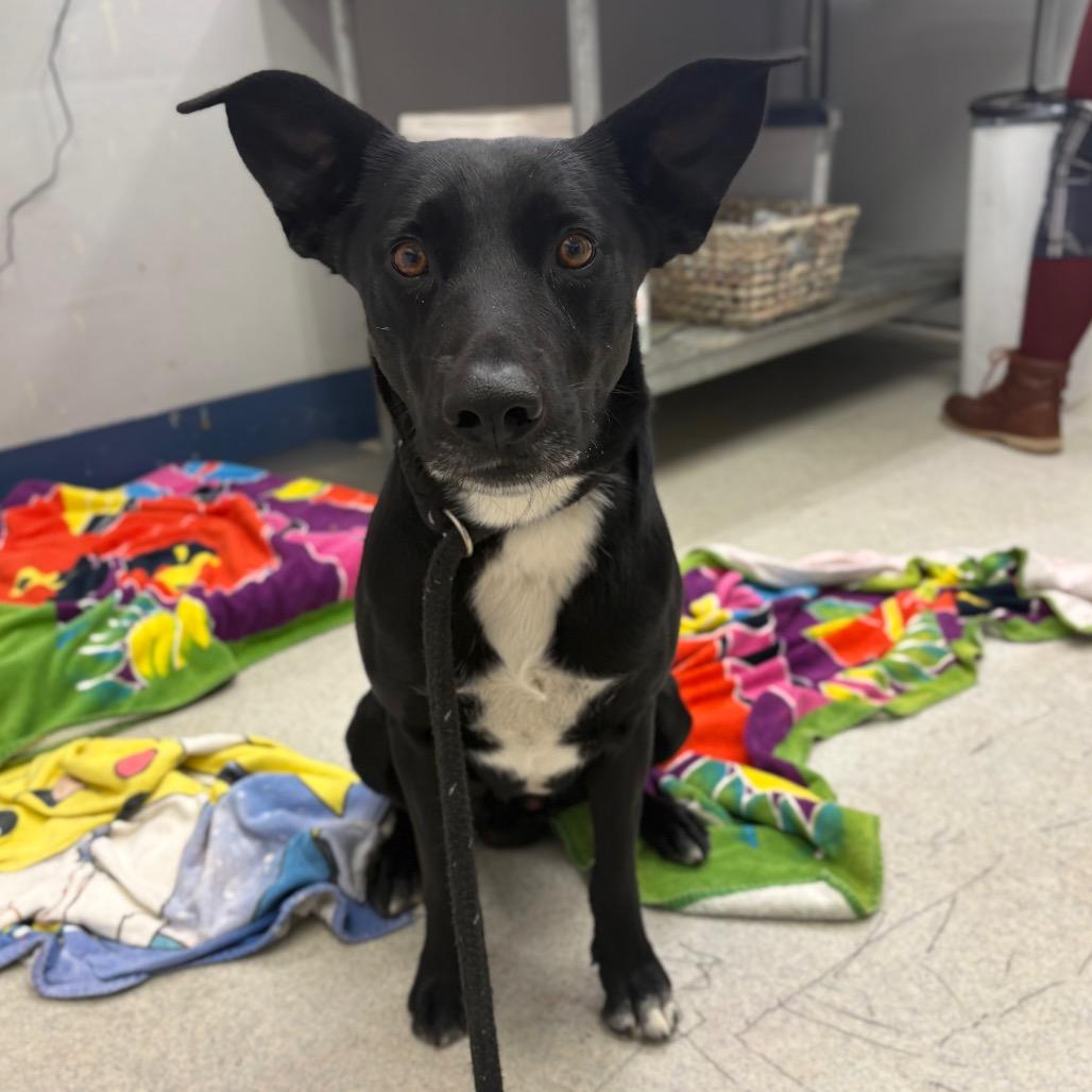 Enlarge Sherman, a Adoptable Mixed Breed in Spokane, WA image 2/3