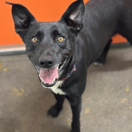 Enlarge Sherman, a Adoptable Mixed Breed in Spokane, WA image 3/3