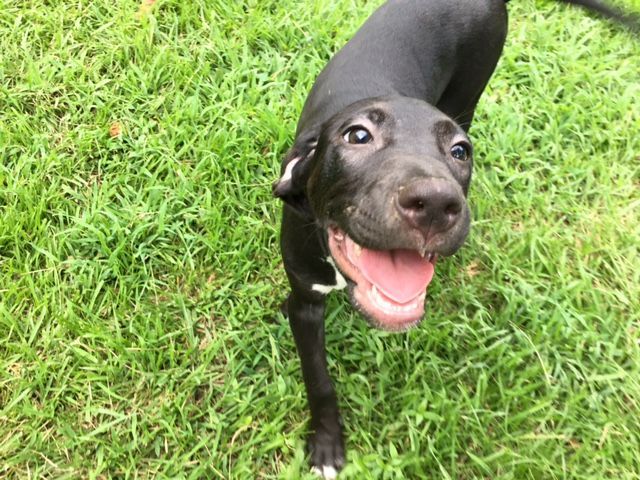 Enlarge Minnie, a Adoptable Catahoula Leopard Dog in Pine Bluff, AR image 1/8