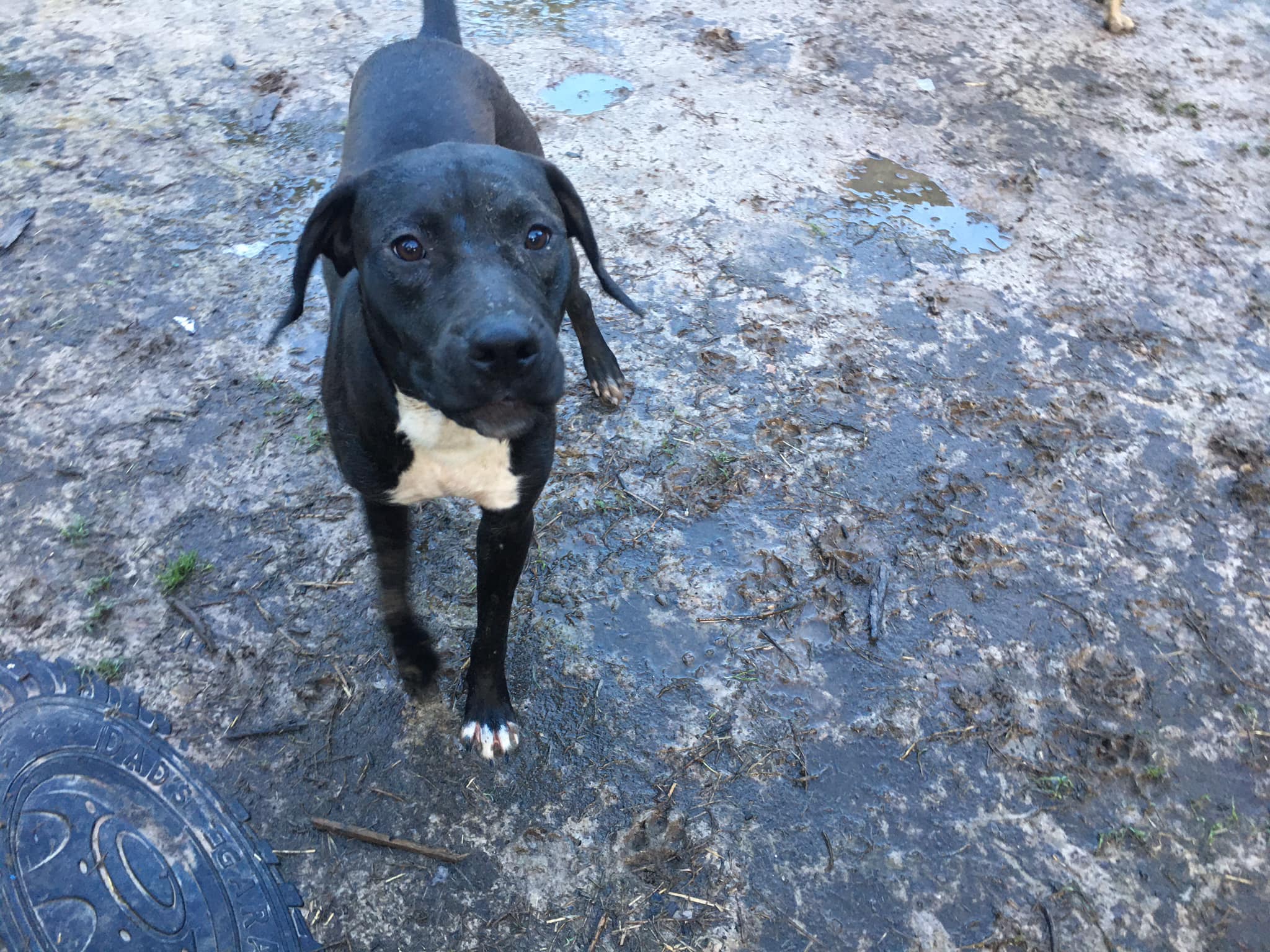 Enlarge Minnie, a Adoptable Catahoula Leopard Dog in Pine Bluff, AR image 2/8