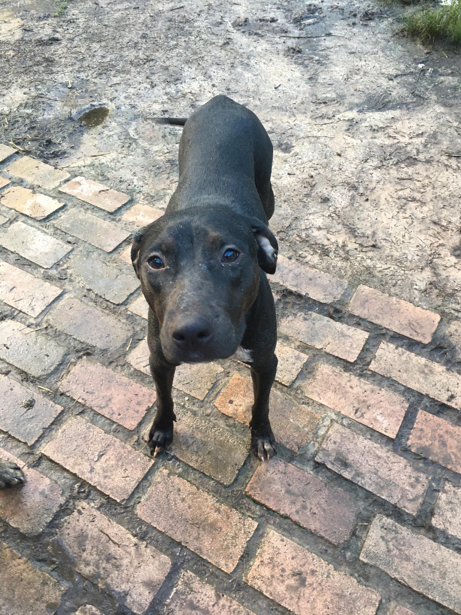 Enlarge Minnie, a Adoptable Catahoula Leopard Dog in Pine Bluff, AR image 3/8