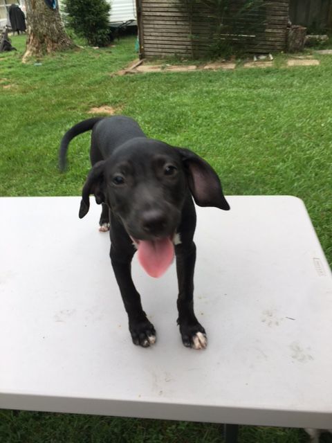 Enlarge Minnie, a Adoptable Catahoula Leopard Dog in Pine Bluff, AR image 4/8