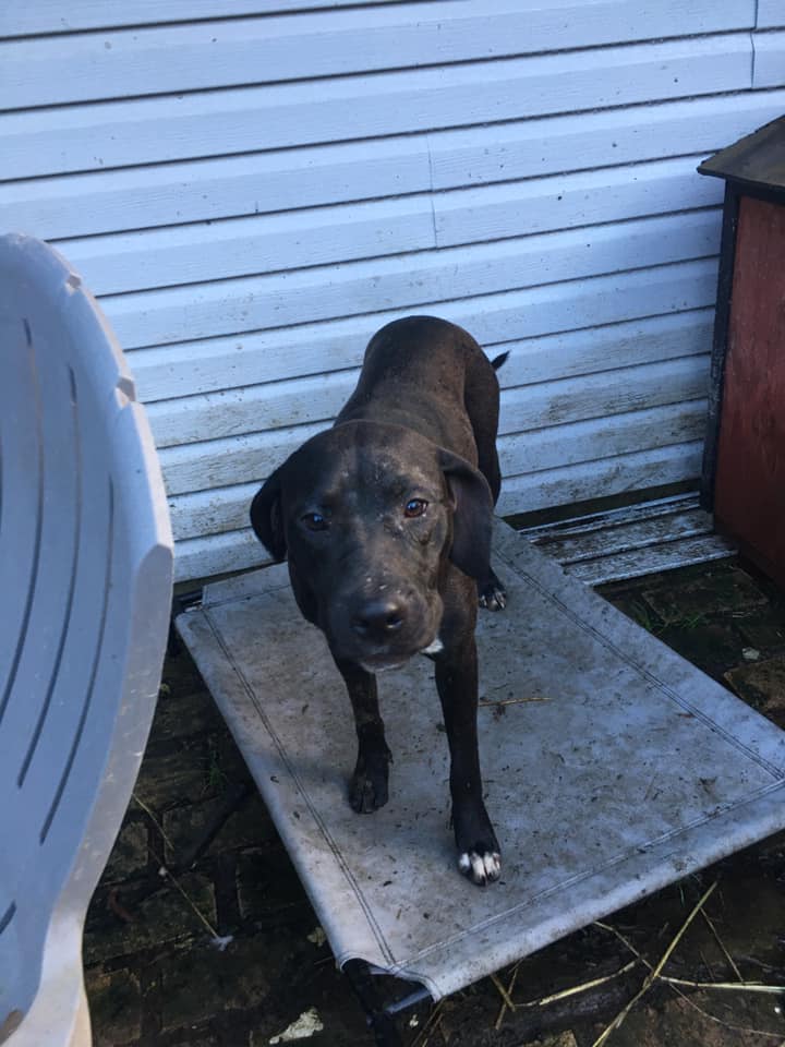 Enlarge Minnie, a Adoptable Catahoula Leopard Dog in Pine Bluff, AR image 5/8
