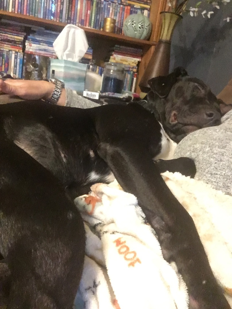 Enlarge Minnie, a Adoptable Catahoula Leopard Dog in Pine Bluff, AR image 6/8