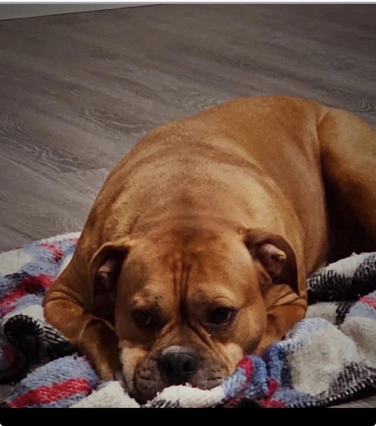 Enlarge Dexter, a Adopted mixed breed in Sarnia, ON image 3/5